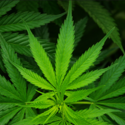 Green Leaf Relief Cannabis Store